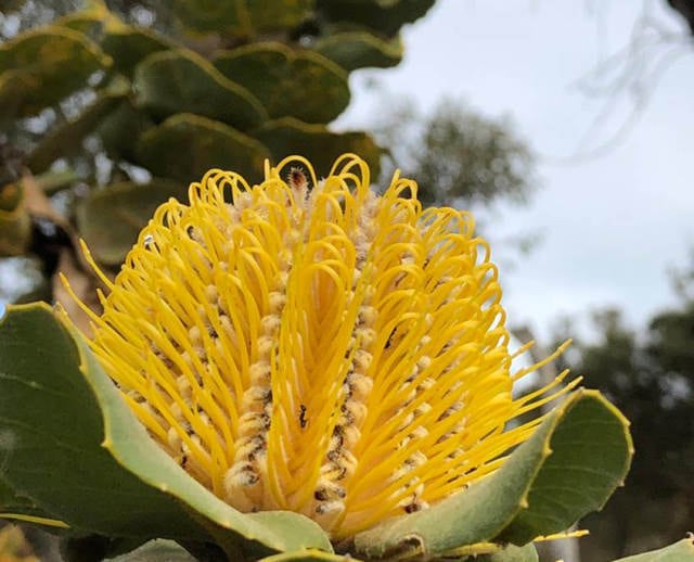 Dryandra -ELIXIR- 380g