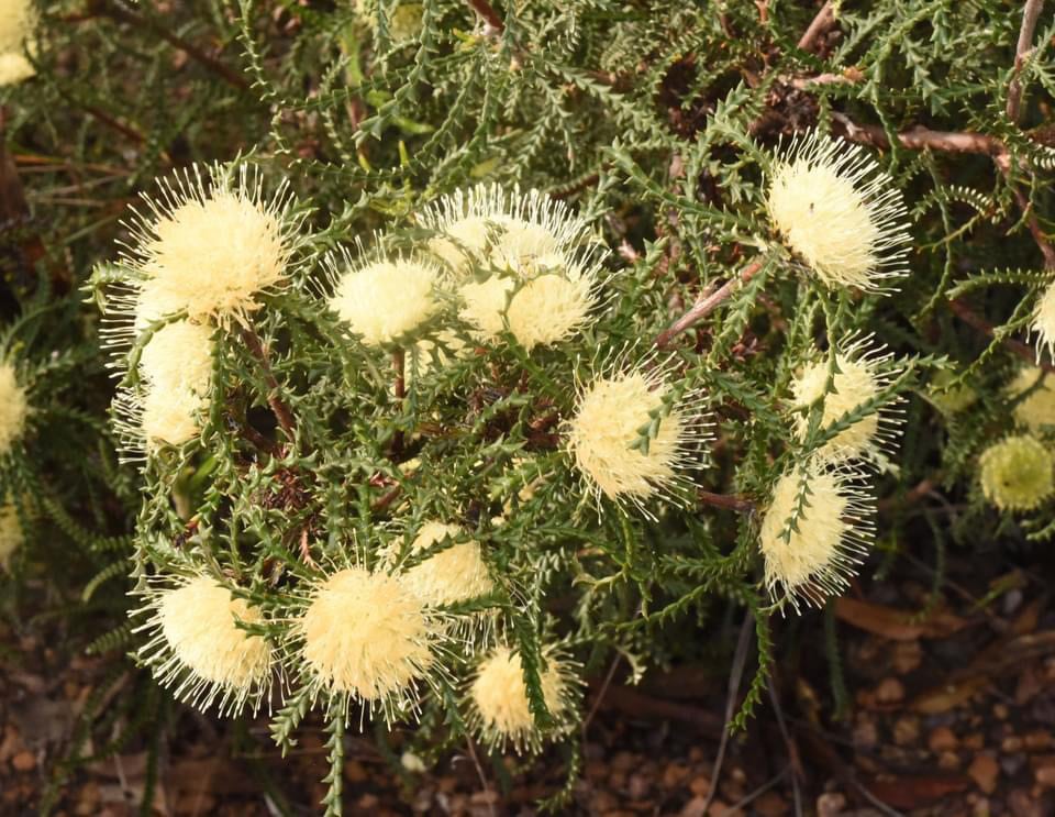 RoseBanksia -ELIXIR- 1kg