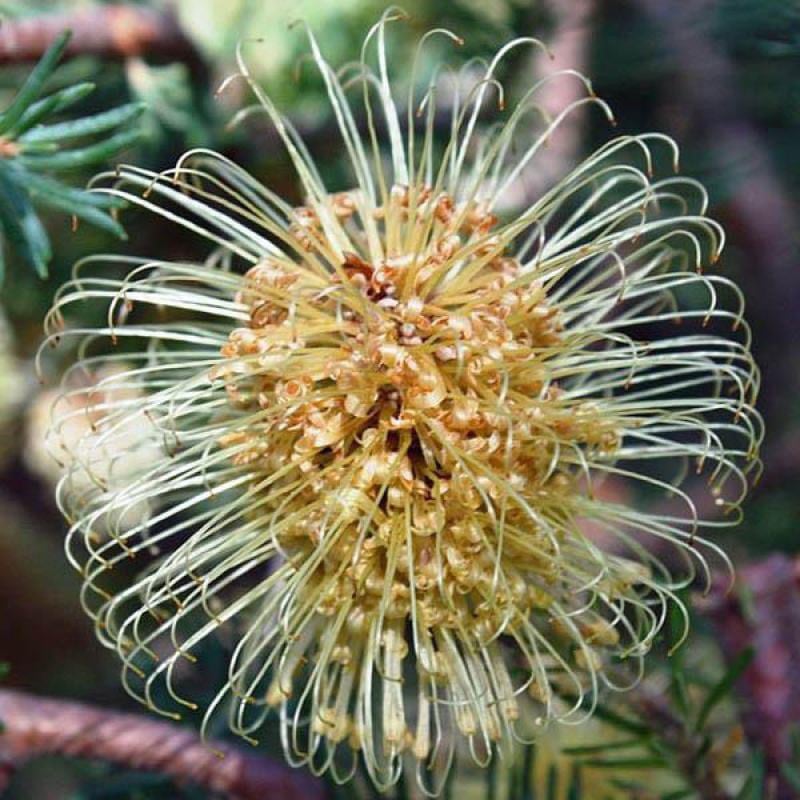 RoseBanksia -ELIXIR- 1kg