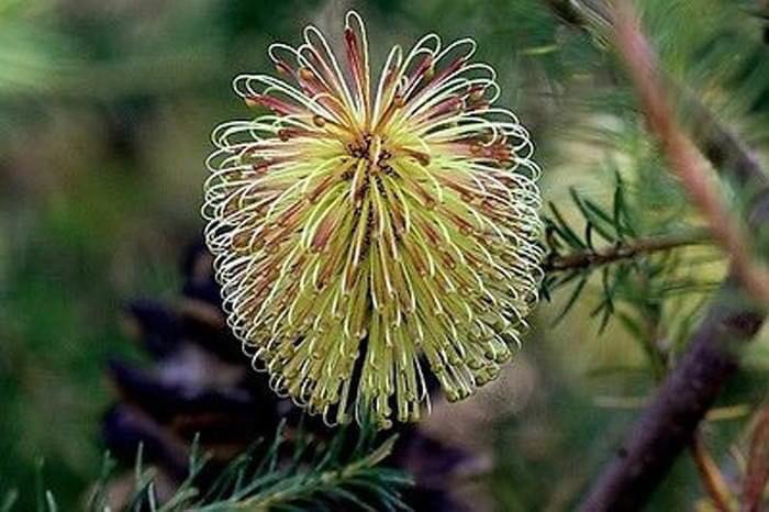 RoseBanksia -ELIXIR- 380g